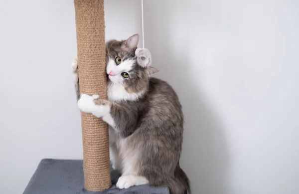 gray cat is scratching a brown post. cat house on a white background.