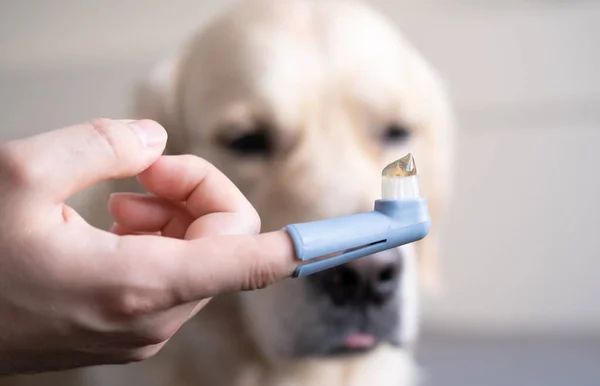 Male hand holding a dog\'s toothbrush with tooth gel. Golden Retriever in the background.