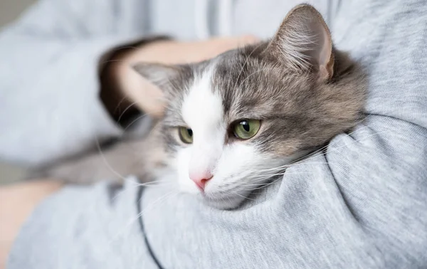 Mãos Masculinas Segurar Gatinho Cinza Casa Homem Sem Rosto Abraçando — Fotografia de Stock