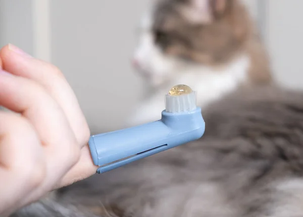 toothbrush for animals. man brushes teeth of a gray cat. animal care concept.