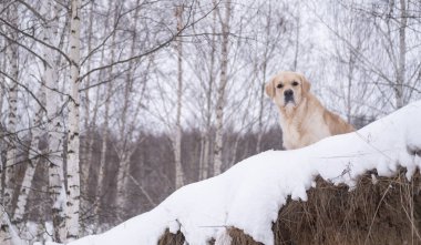 Karlı bir kış ormanında köpek. Golden Retriever bir kar yığınının içinde ağaçların arkasında duruyor. Kış ormanı karla kaplı.