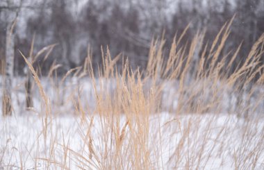 Karda donmuş buğday kulakları. Kış manzarasında mısır kulakları.