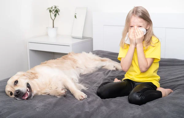 Sarı tişörtlü küçük bir kız köpeğin yanındaki peçeteye hapşırıyor. Hayvanlara alerjisi var. 2021 'in moda rengi gri ve sarı.