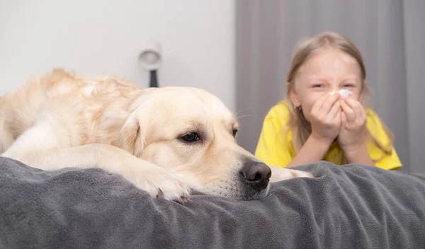 Sarı tişörtlü küçük bir kız köpeğin yanındaki peçeteye hapşırıyor. Hayvanlara alerjisi var. 2021 'in moda rengi gri ve sarı.