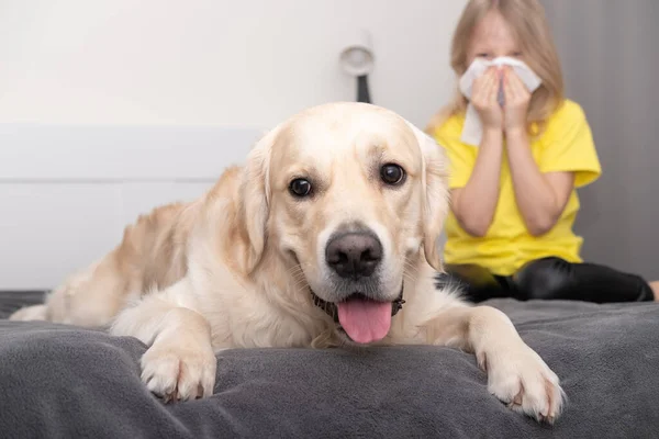 Sarı tişörtlü küçük bir kız köpeğin yanındaki peçeteye hapşırıyor. Hayvanlara alerjisi var. 2021 'in moda rengi gri ve sarı.