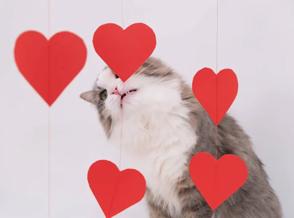 Кот День Святого Валентина Симпатичная Кошка Играющая Гирляндой Красных Сердец — стоковое фото