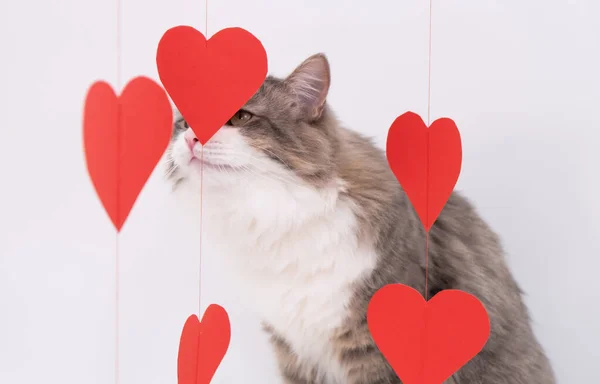 Kočka Valentýna Roztomilý Šedá Kočka Hraje Věncem Červených Srdcí Bílém — Stock fotografie