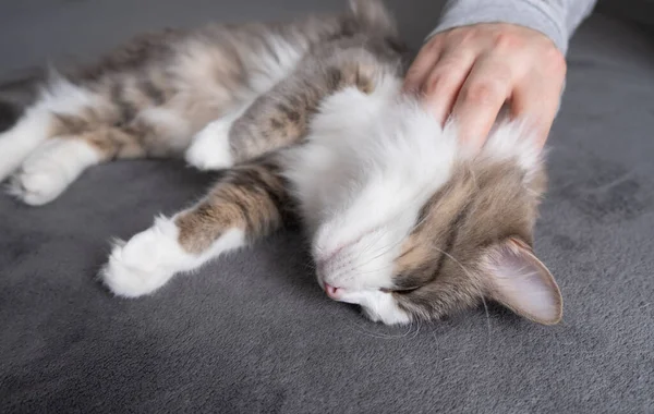 Egy Férfi Keze Megsimogat Egy Szürke Macskát Ágyon Állatok Iránti — Stock Fotó
