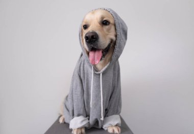 Gri kazaklı, kapüşonlu bir köpek. Kıyafetli Golden Retriever beyaz arka planda oturuyor.