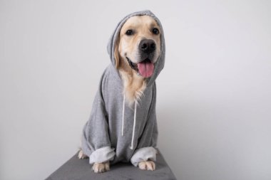 Gri kazaklı, kapüşonlu bir köpek. Kıyafetli Golden Retriever beyaz arka planda oturuyor.