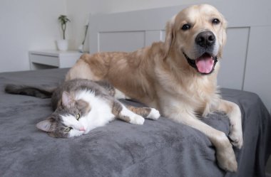 Gri kedi ve bej köpek beşikte birlikte yatıyorlar. Gri ekose üzerinde golden retriever