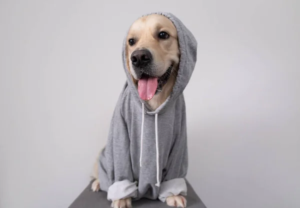 Gri kazaklı, kapüşonlu bir köpek. Kıyafetli Golden Retriever beyaz arka planda oturuyor.