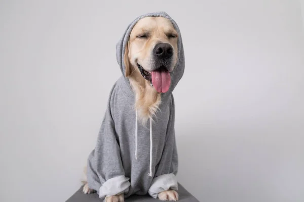 Ein Hund Grauen Sweatshirt Mit Kapuze Golden Retriever Kleidern Sitzt — Stockfoto