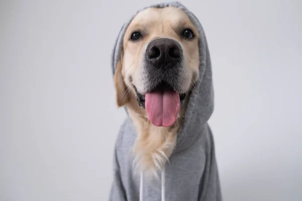 Pies Szarej Bluzie Kapturem Golden Retriever Ubraniu Siedzi Białym Tle — Zdjęcie stockowe