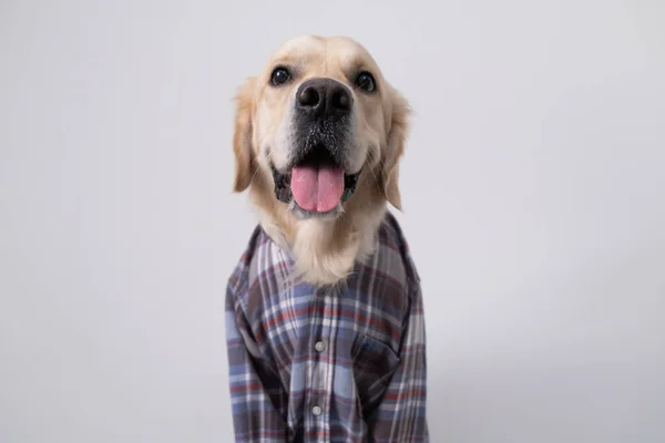 Симпатичный Золотистый Ретривер Сидит Белом Фоне Клетчатой Рубашке Смешная Собака — стоковое фото