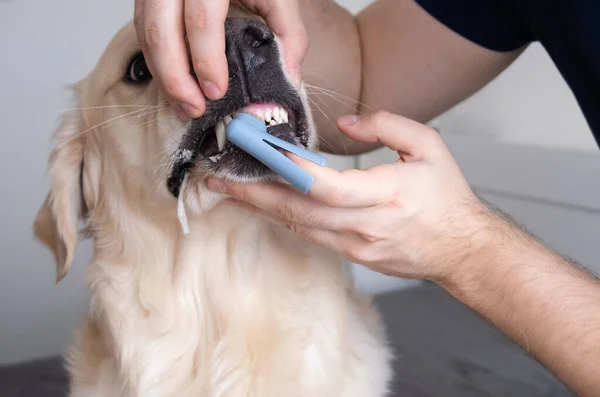 Mano Masculina Sosteniendo Cepillo Dientes Perro Con Gel Dental Golden —  Fotos de Stock