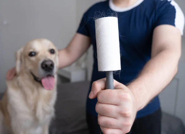 Köpekli bir adam mavi bir tişörtün tüylerini temizler. Tiftik silindirli, yakın plan..
