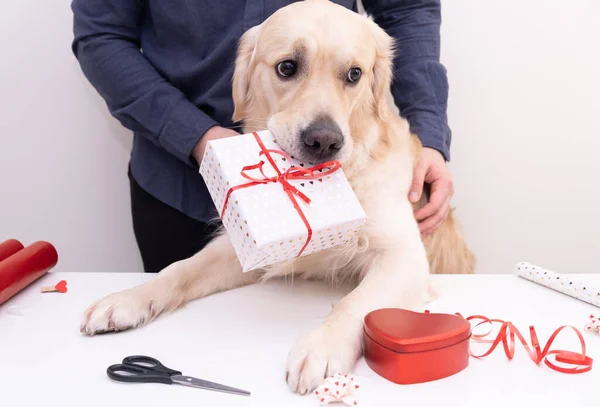 Человек Собакой Держит Подарок День Святого Валентина — стоковое фото