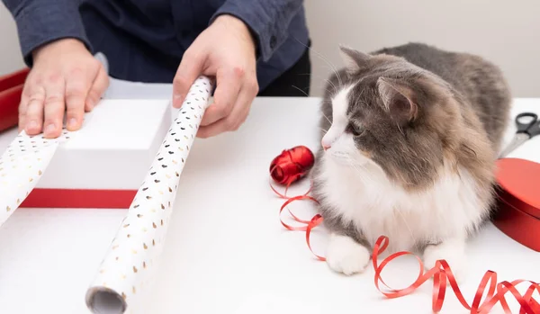 Gray Cat Watches Man Packing Gift Valentine Day — Stock fotografie