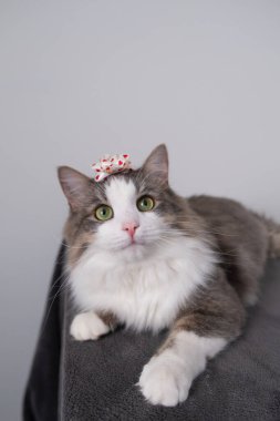 Kafasında fiyonk olan gri bir kedi kameraya bakar. Sevgililer Günü için evcil hayvan. Kedili kartpostal.