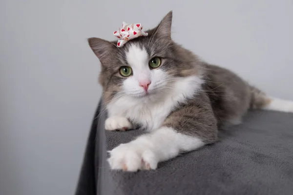 Gato Grisalho Com Arco Cabeça Olha Para Câmera Animal Estimação — Fotografia de Stock