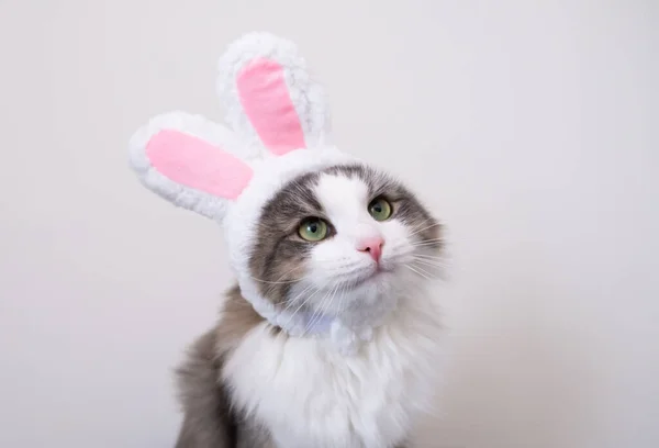 兔子耳朵里可爱的灰色猫坐在白色的背景上 适合复活节穿的猫 — 图库照片