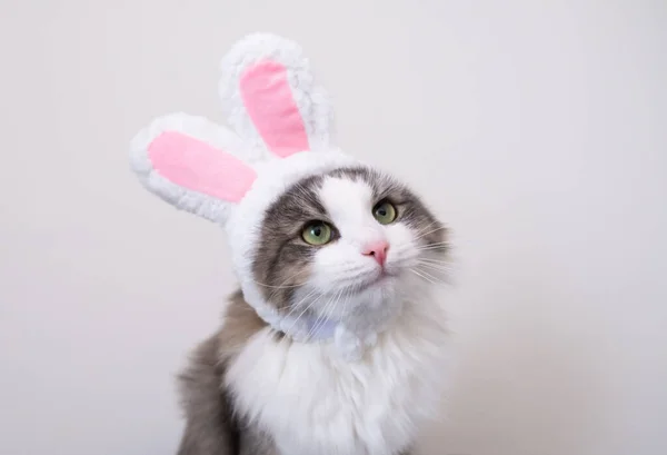 Tavşan kulaklı sevimli gri kedi beyaz arka planda oturuyor. Paskalya için giyinmiş kedi..