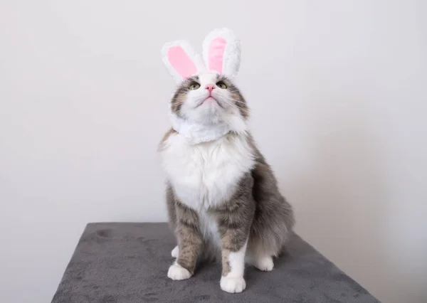 Lindo Gato Gris Divertido Orejas Conejo Sienta Sobre Fondo Blanco —  Fotos de Stock