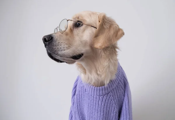 Cão Grande Óculos Uma Camisola Roxa Fica Fundo Branco Engraçado — Fotografia de Stock