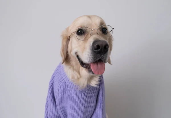 Large Dog Glasses Purple Sweater Sits White Background Funny Golden — Stock Photo, Image