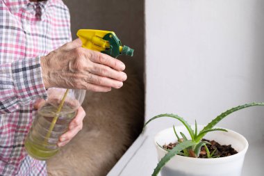 Yaşlı bir kadının elleri çiçekleri suluyor. Büyükannem ev bitkileriyle ilgileniyor..