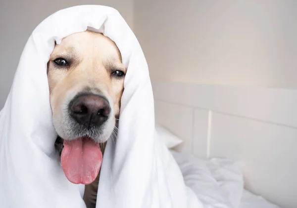 Feliz Perro Recuperador Oro Joven Sonriente Bajo Una Manta Blanca — Foto de Stock