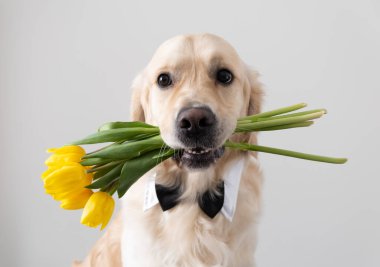 Ağzında sarı laleler ve boynunda bir kelebek olan sevimli bir köpek beyaz arka planda oturuyor. Golden Retriever bahar çiçekleri verir. Hayvanlarla dolu yaz kartpostalı.