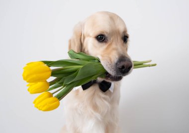 Ağzında sarı laleler ve boynunda bir kelebek olan sevimli bir köpek beyaz arka planda oturuyor. Golden Retriever bahar çiçekleri verir. Hayvanlarla dolu yaz kartpostalı.