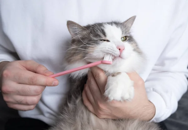 toothbrush for animals. man brushes teeth of a gray cat. animal care concept.