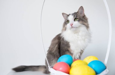 Tavşan kulaklı sevimli, komik, gri bir kedi beyaz bir arka planda renkli yumurtalarla oturuyor. Paskalya için giyinmiş kedi.