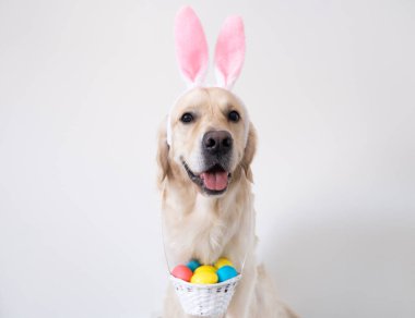 Paskalya için renkli yumurtalı tavşan gibi giyinmiş bir köpek. Pembe tavşan kulakları ve bir sepet yumurtası olan Golden Retriever beyaz arka planda oturuyor..