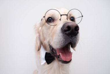 Gözlüklü köpek ve papyon beyaz bir arka planda oturur. Öğretmen kostümlü bir Golden Retriever. Okul konsepti, öğrenme, akıllı hayvanlar..