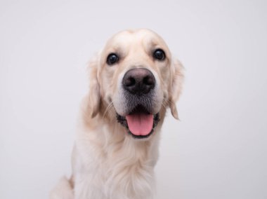 Beyaz arka planda Golden Retriever portresi. Mutlu köpek..