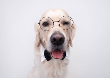 Gözlüklü köpek ve papyon beyaz bir arka planda oturur. Öğretmen kostümlü bir Golden Retriever. Okul konsepti, öğrenme, akıllı hayvanlar..