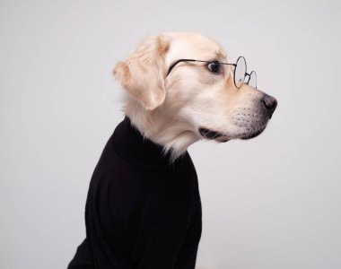 Kıyafetli köpek. Yuvarlak gözlüklü ve siyah ceketli Golden Retriever beyaz arka planda oturuyor. Tarz olarak evcil hayvan konsepti.
