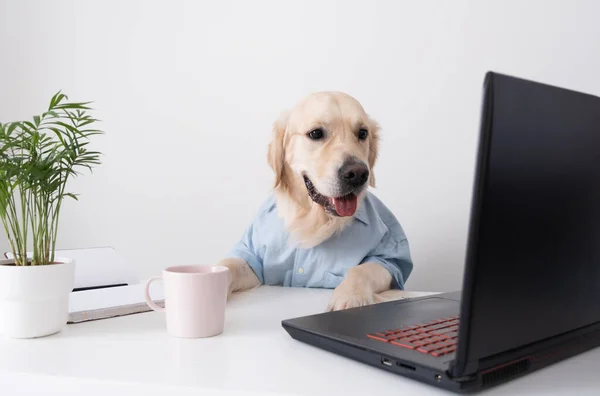Şirin bir köpek dizüstü bilgisayara bakar, gözlük ve gömlekle çalışır. Golden Retriever ofis çalışanı.