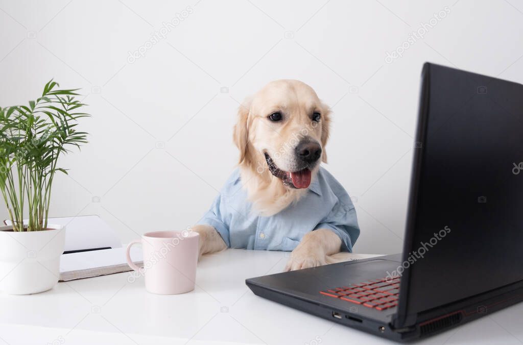 A cute dog looks at a laptop, working in glasses and a shirt. Golden retriever office worker.