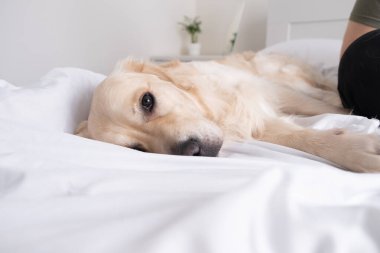 Neşeli bir köpek beyaz bir battaniyeyle bir yatakta uzanıyor. Yatak odasında Golden Retriever 'ınız kutlu olsun. Evdeki hayvan konsepti.