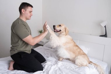 Genç bir adam bir köpekle yatakta oynuyor. Eşlik eden Golden Retriever evde oturuyor..