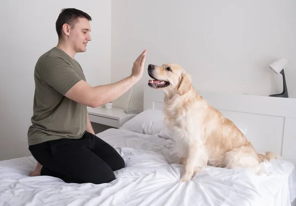 A young man is playing on the bed with a dog. Guy with companion golden retriever sitting at home.