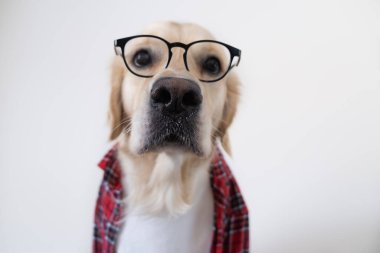 Gözlüklü ve kırmızı gömlekli köpek beyaz arka planda oturuyor. Programcı ya da öğretmen gibi giyinmiş Golden Retriever.
