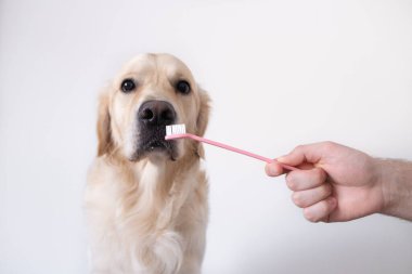 Bir köpeğin dişlerini fırçalamak. Erkek el, hayvan diş fırçasını tutuyor. Hayvan hijyeni kavramı.