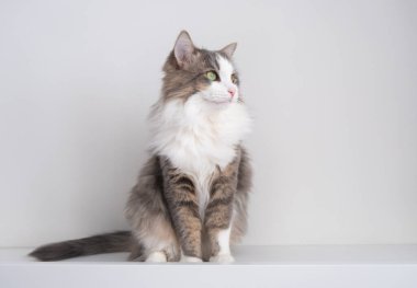 Güzel gri bir kedi beyaz bir masada oturur. Baharı bekliyorum. Kediler iç mekanda. Dünya kedi günü, evcil hayvan günü..