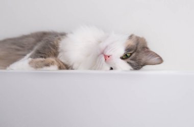 Güzel gri bir kedi beyaz bir masada oturur. Baharı bekliyorum. Kediler iç mekanda. Dünya kedi günü, evcil hayvan günü..